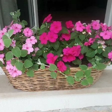 Rosa * קריקווניצה