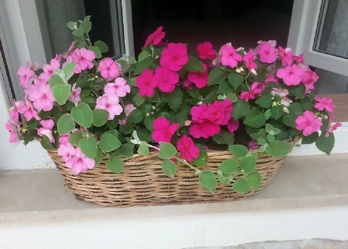 Rosa * Crikvenica